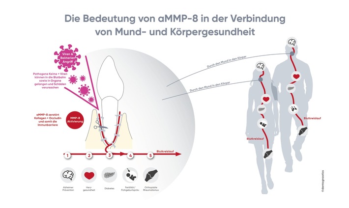 aMMP-8: Ein körpereigenes Enzym öffnet Viren Tür und Tor